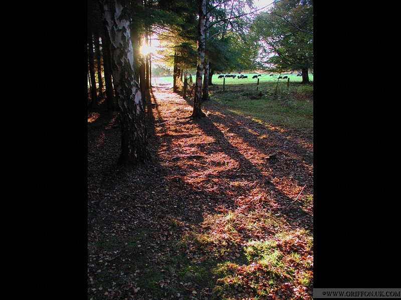 Brodie Castle Grounds. (800x800 Composite).